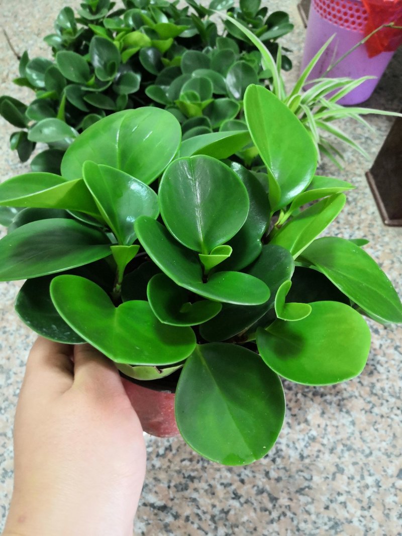 豆瓣绿基地直发，一件起批，邮费自付