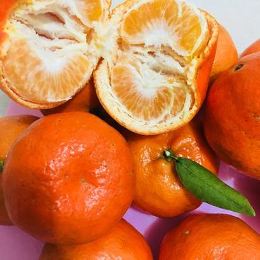 四川重庆万州古红桔红橘精品大果，3两左右，2元一斤