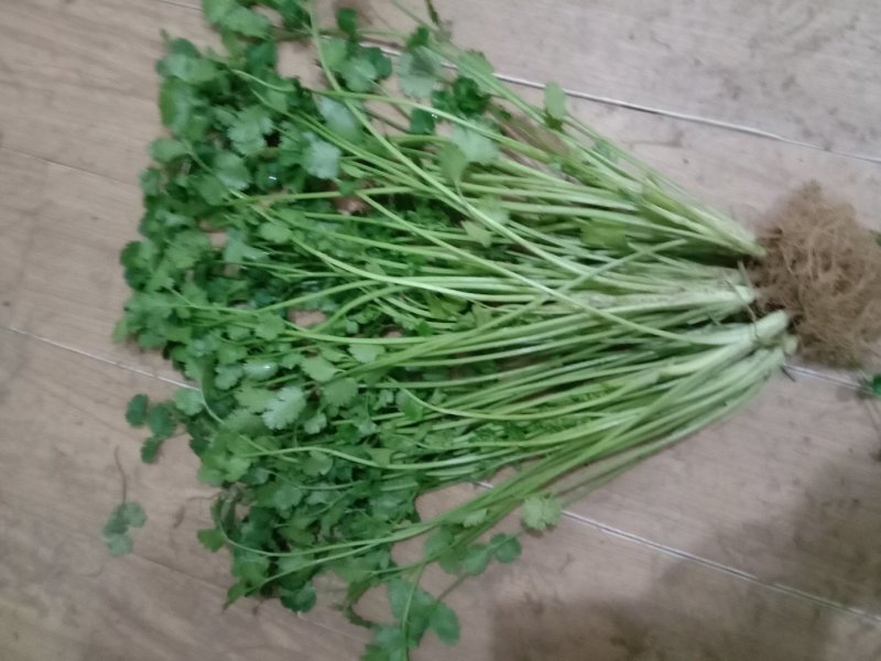 大量香菜出售
