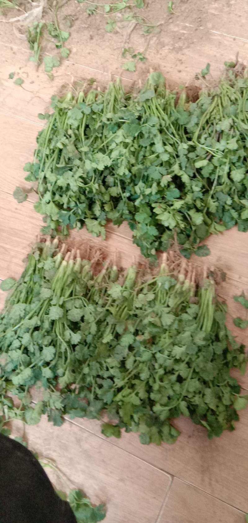 大量香菜出售