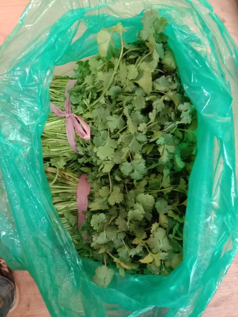 大量香菜出售