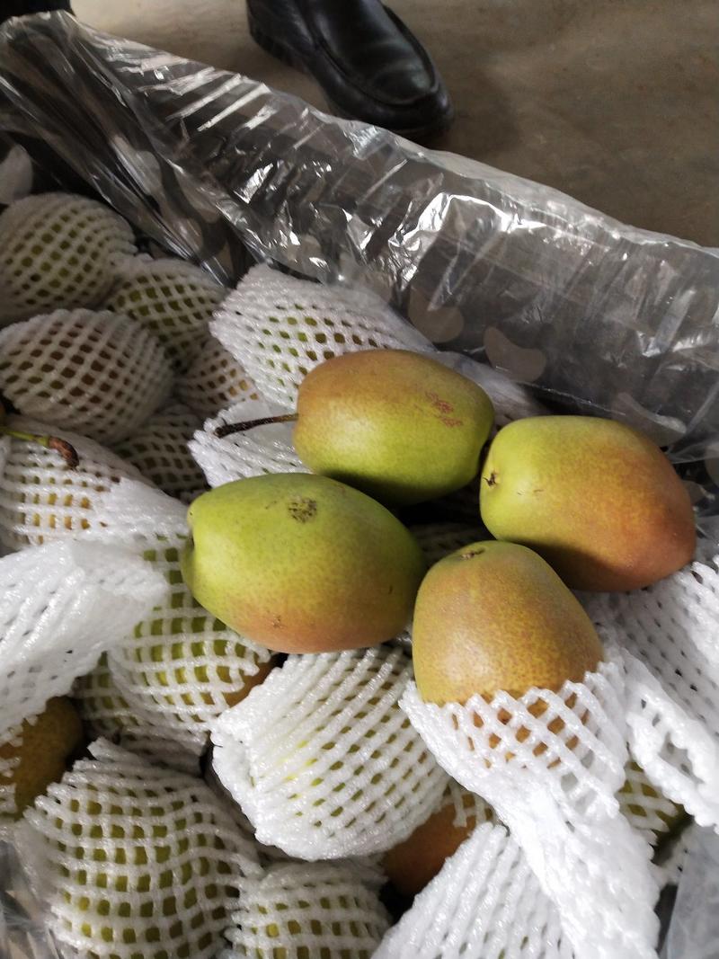 精品红香酥梨产地直供质优价廉口感脆甜，黄土高坡特产