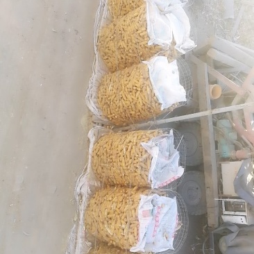 大量出售玉米穗子