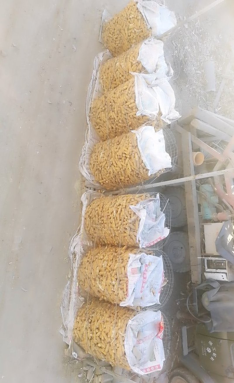 大量出售玉米穗子