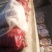 大量出售玉米穗子