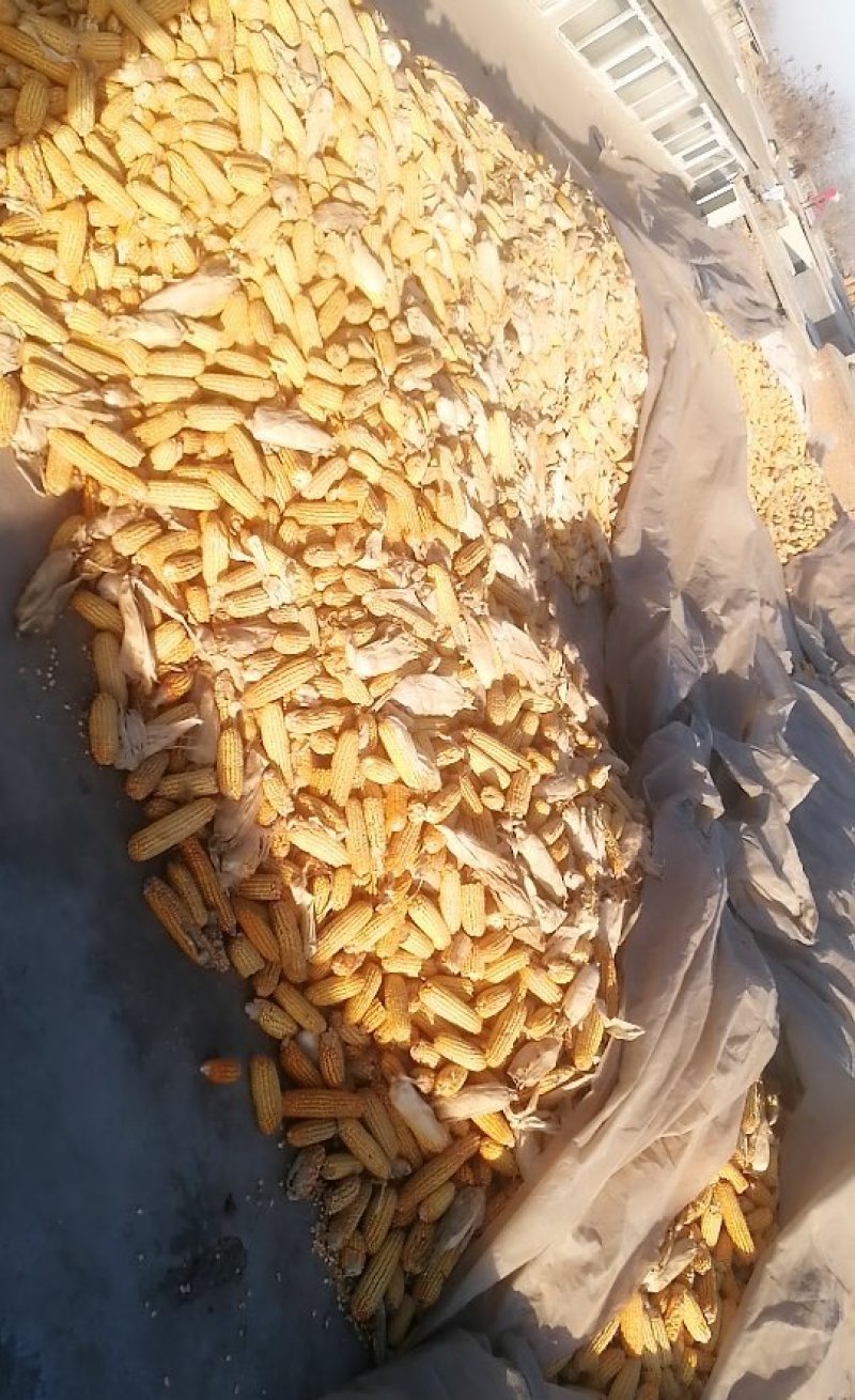 大量出售玉米穗子