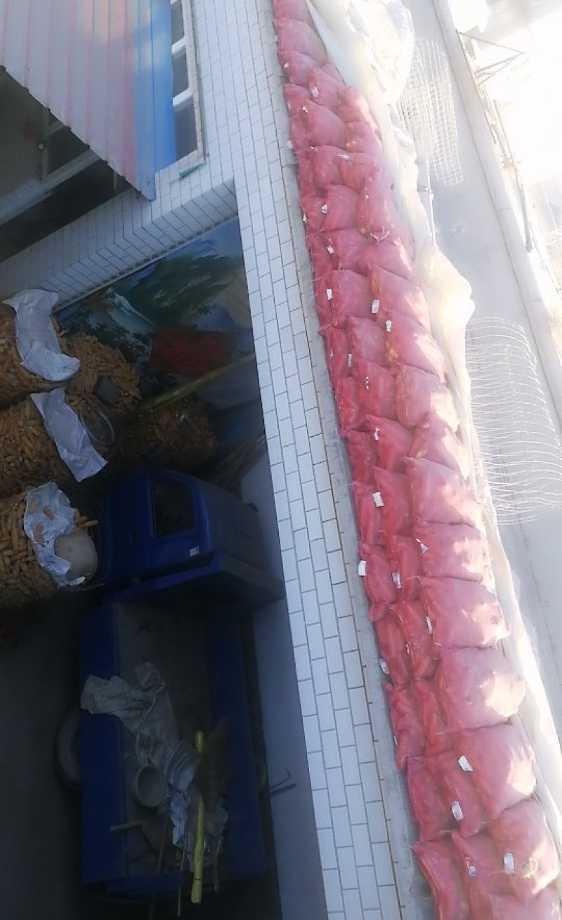 大量出售玉米穗子