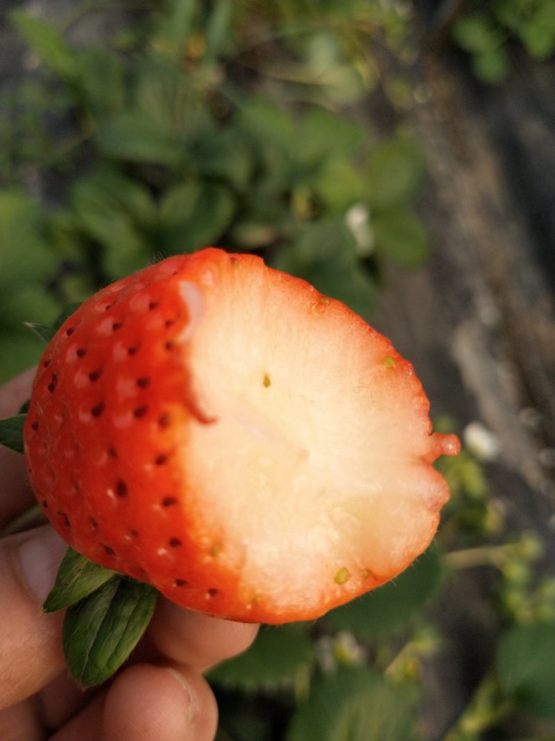 闻集镇奶油草莓天仙醉
