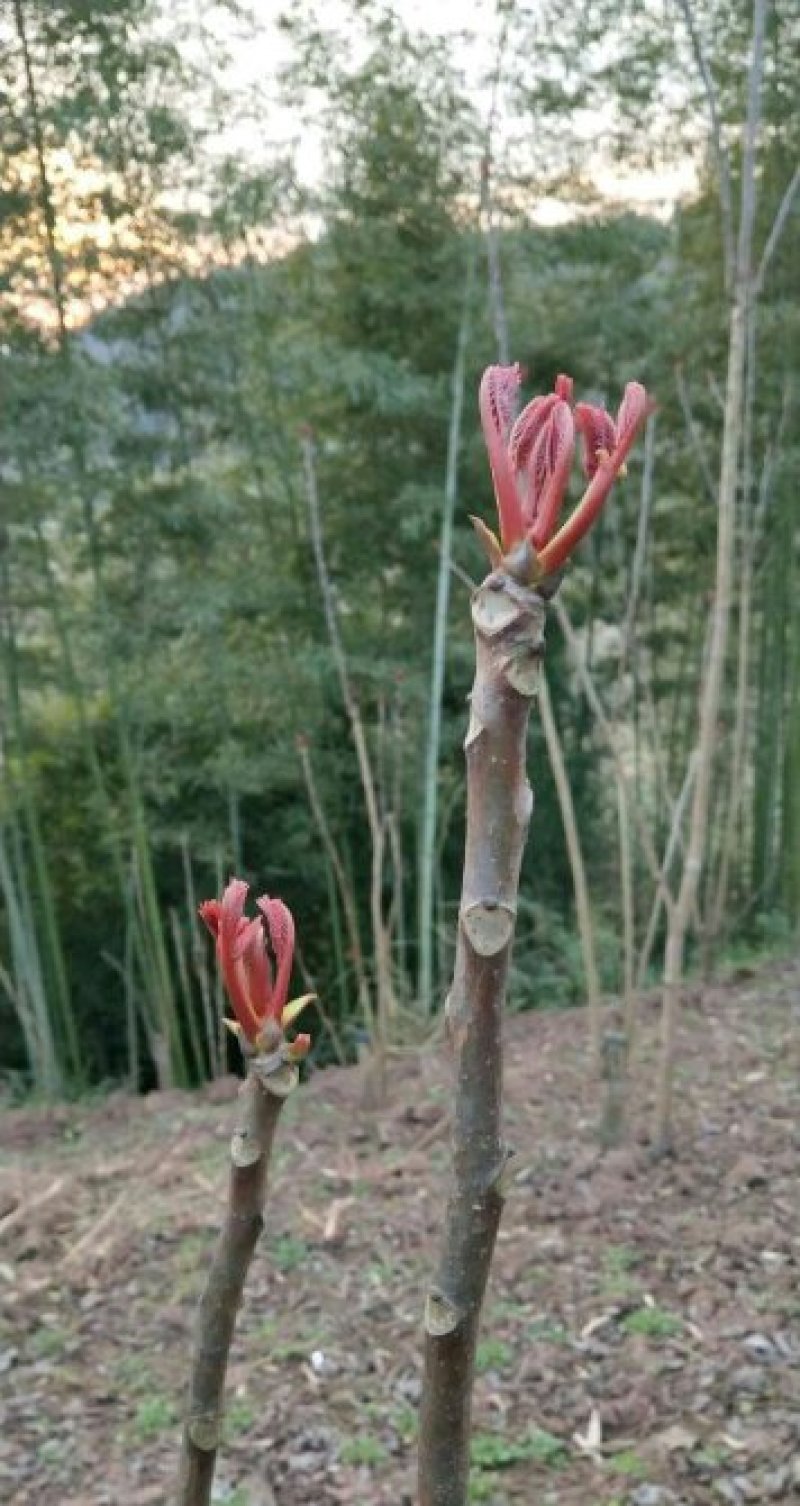 香椿芽