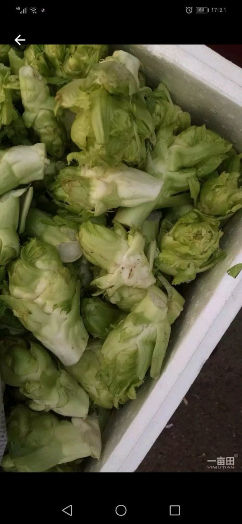 儿菜