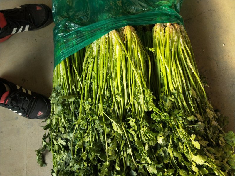 50公分香菜