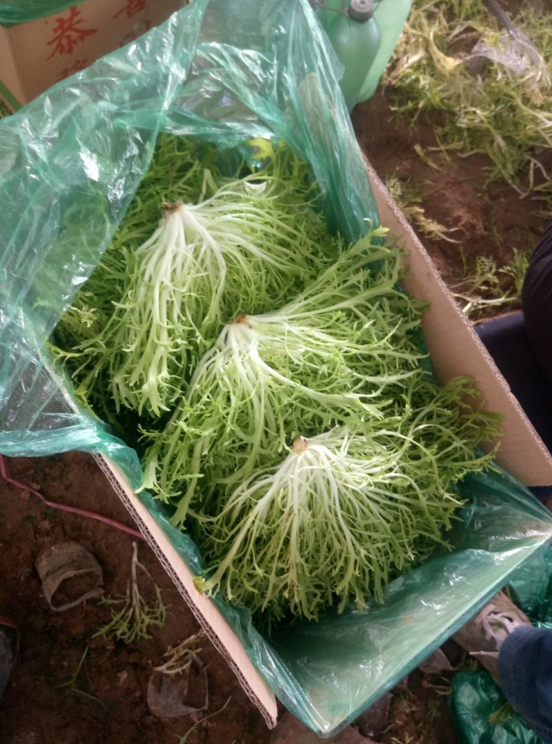 精品苦菊上市