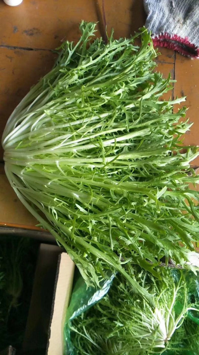 精品苦菊上市