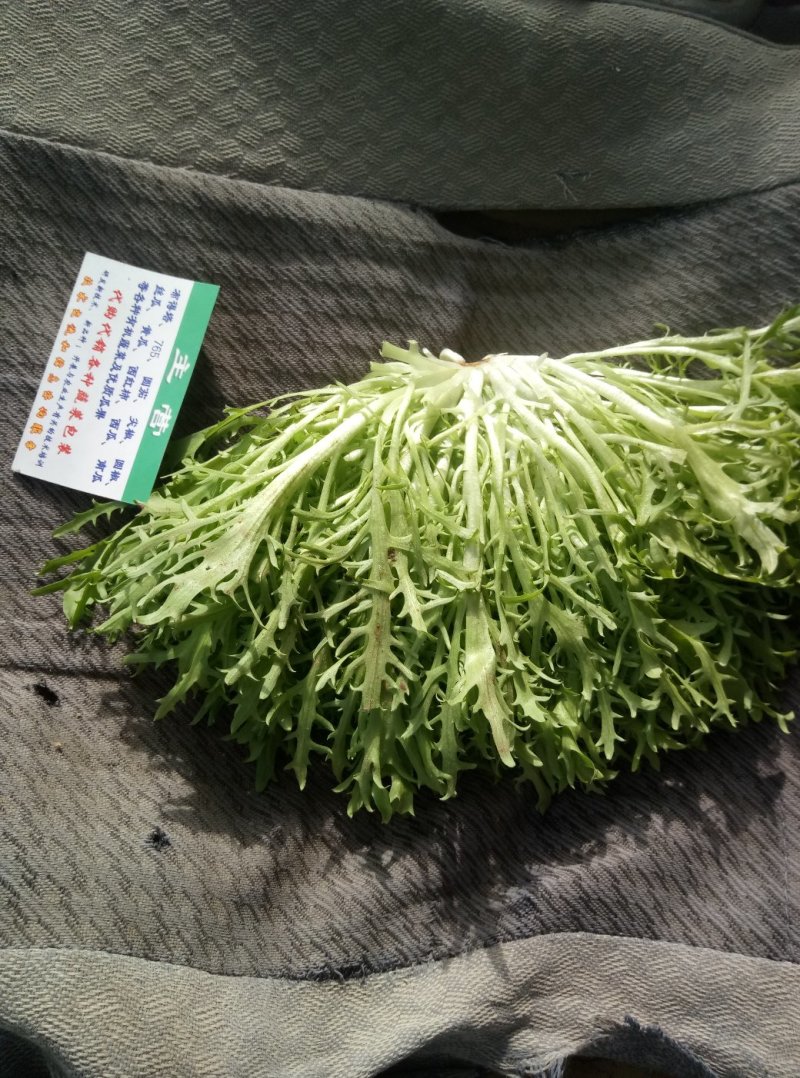 精品苦菊上市