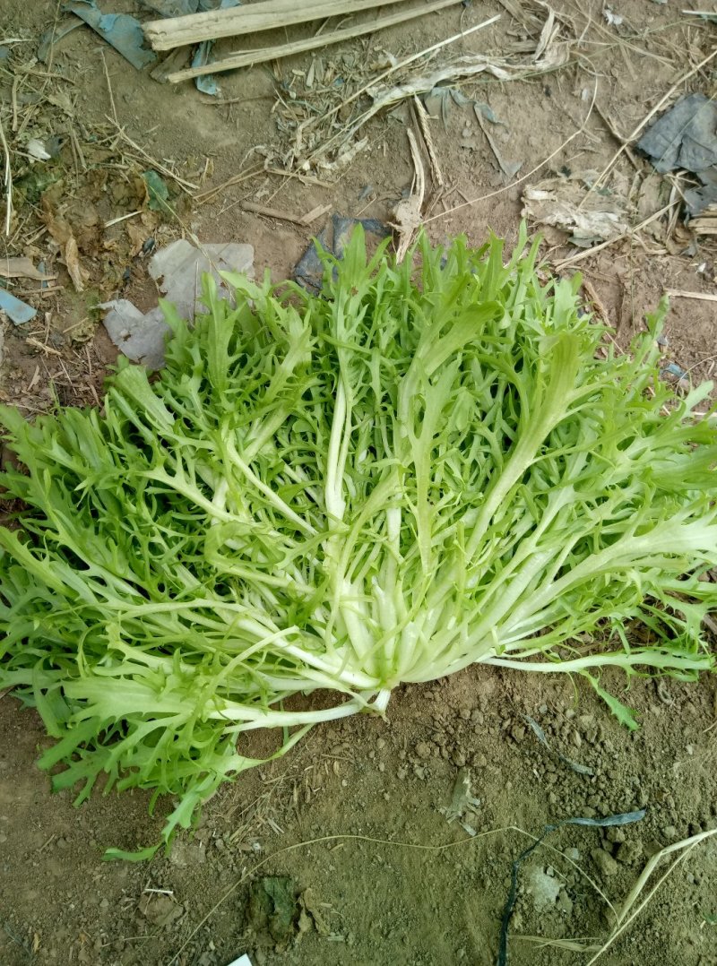 精品苦菊上市