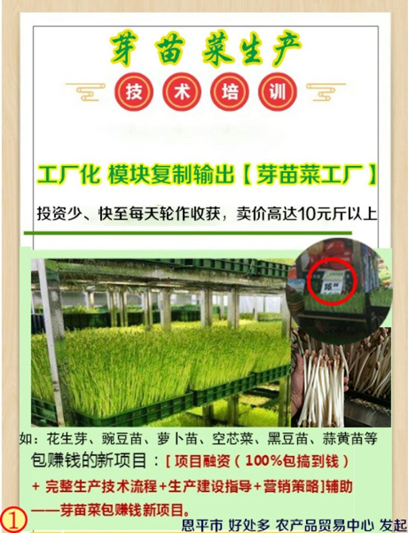 几千块就能在家创业每平日产200斤/月入几万水培花生芽