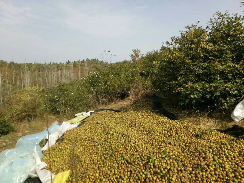山茶油