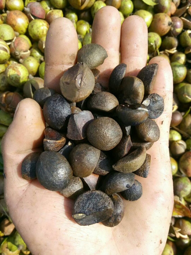 山茶油