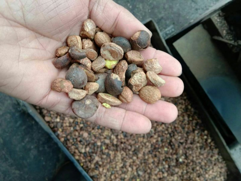 山茶油