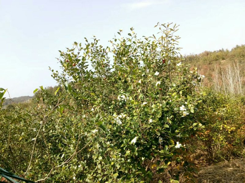 山茶油