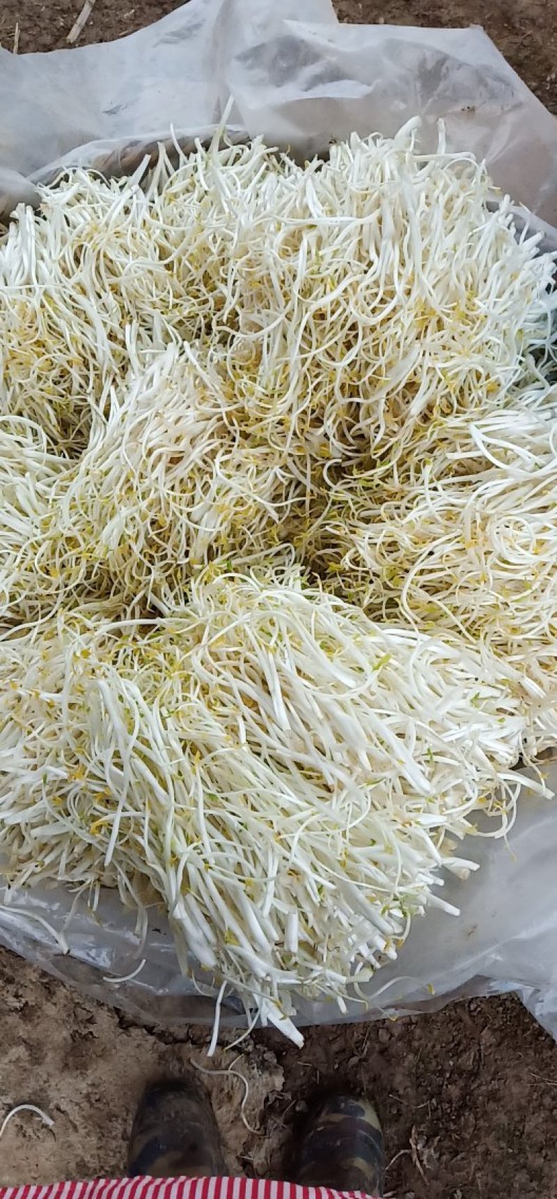 芹芽绿色食品