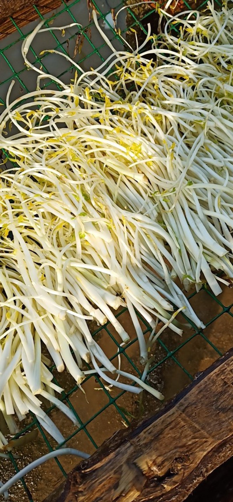 芹芽绿色食品