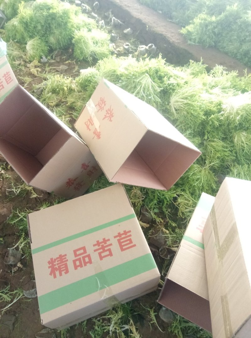 精品苦菊上市