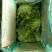 精品苦菊上市