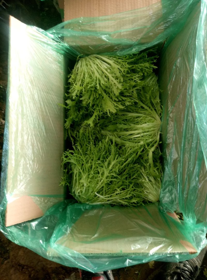 精品苦菊上市