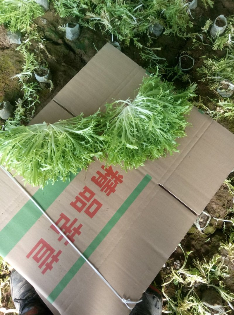精品苦菊上市