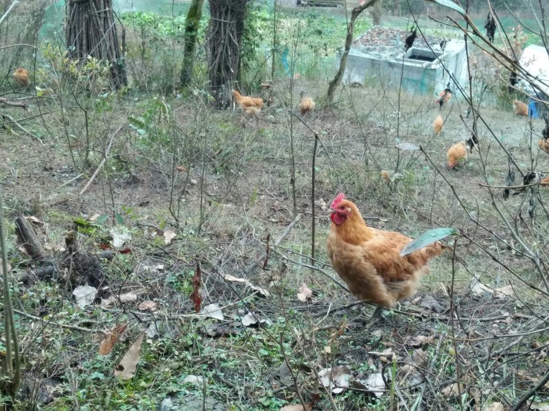 出售散养土鸡，通货二百多只