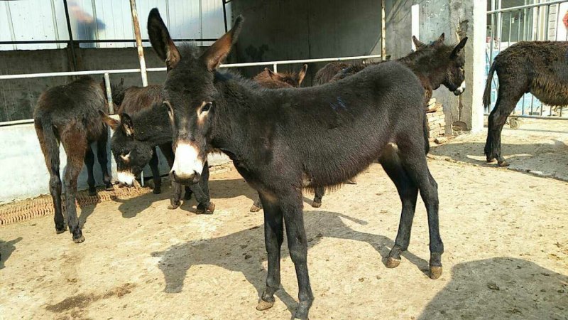 肉驴肉驴价格20元一斤商品驴680斤纯利润5000元
