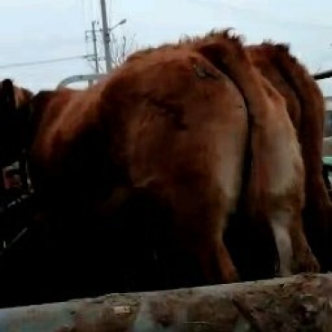 大量出售育肥肉牛大母牛小母牛公牛