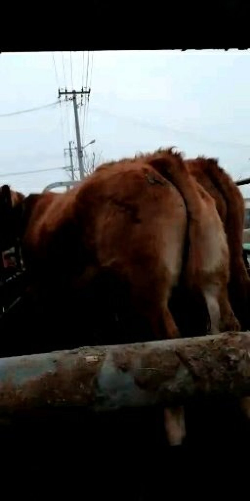 大量出售育肥肉牛大母牛小母牛公牛