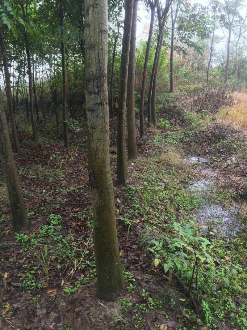 供应直径6至7公分栾树，地头价5元每棵。