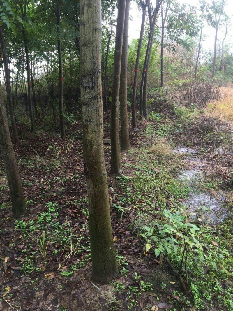 供应直径6至7公分栾树，地头价5元每棵。