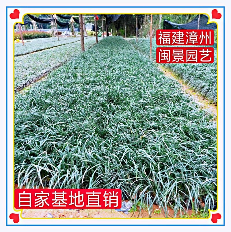 麦冬高10到30厘米福建漳州闽景园艺场