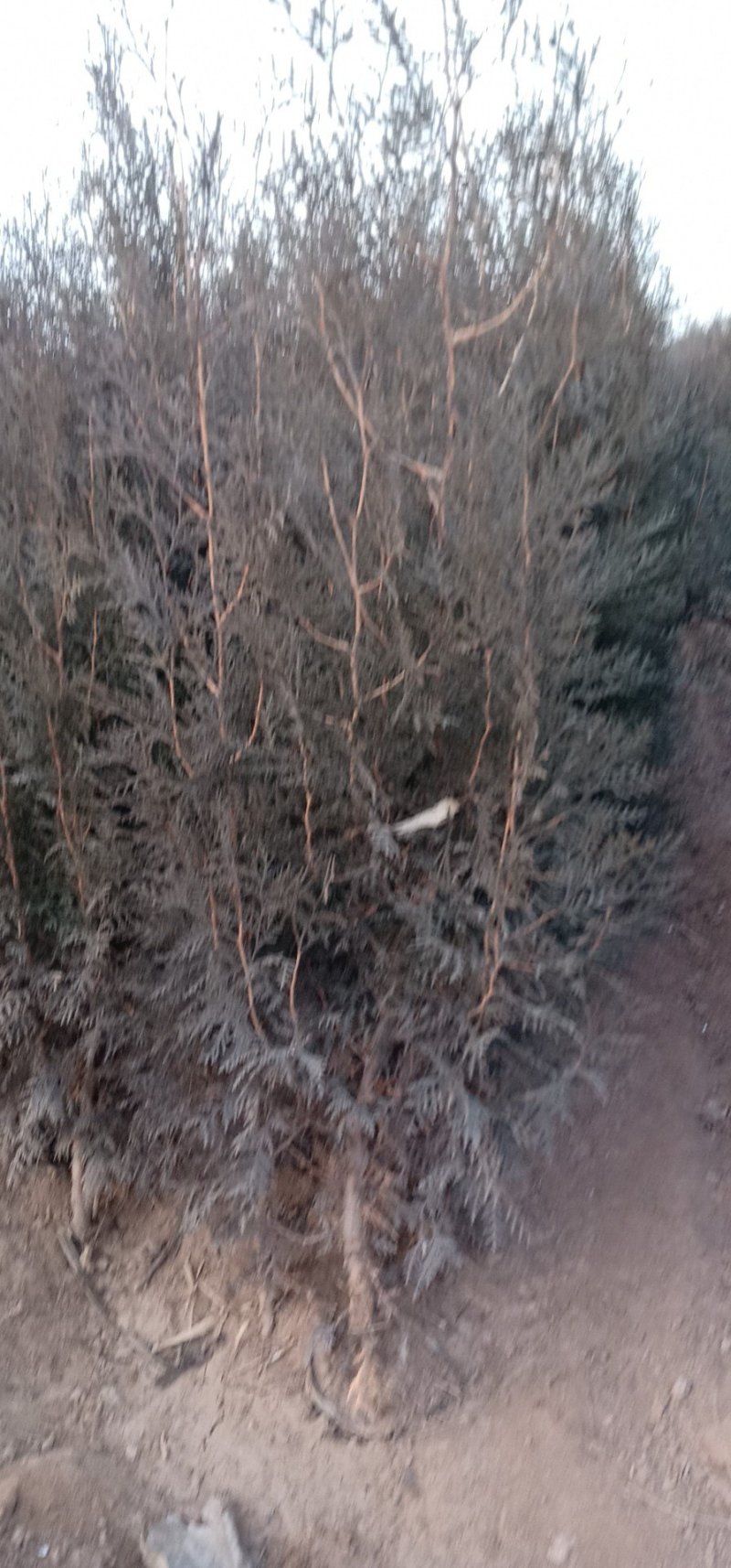 苗木种苗侧柏杯苗