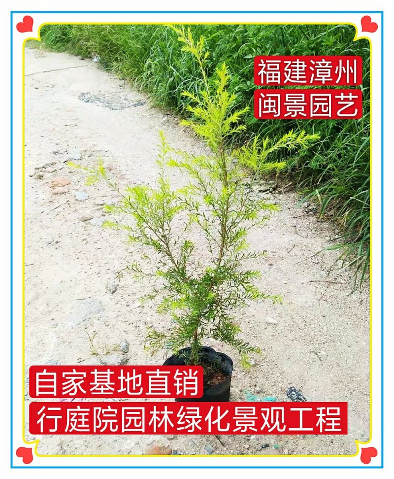 黄金宝树千层金高50-1米福建漳州闽景园艺场