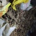 云南野生何首乌大货供应每年冬季供应200吨以上统货选货