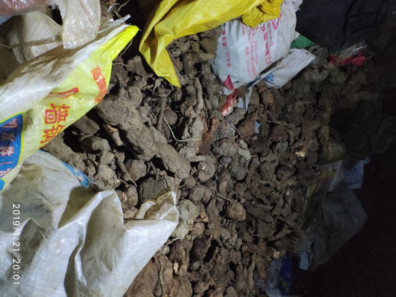 云南野生何首乌大货供应每年冬季供应200吨以上统货选货