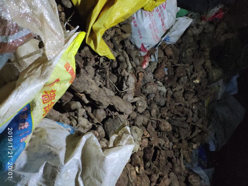 云南野生何首乌大货供应每年冬季供应200吨以上统货选货