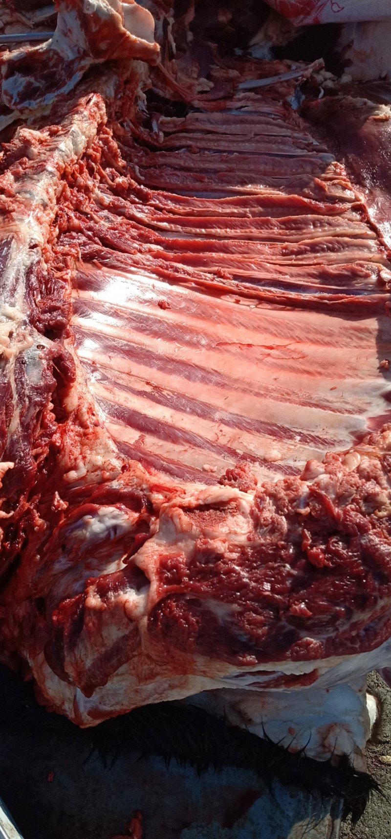 新鲜驴肉