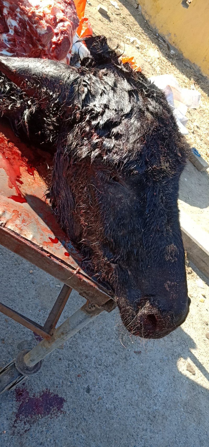 新鲜驴肉