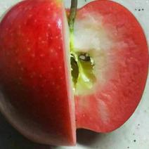 红肉苹果119――06嫁接枝条