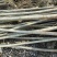 柳树，直柳，美国竹柳处理2一5Cm量大从优