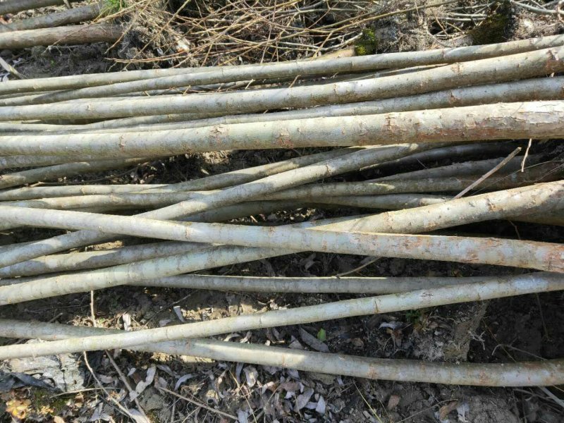 柳树，直柳，美国竹柳处理2一5Cm量大从优