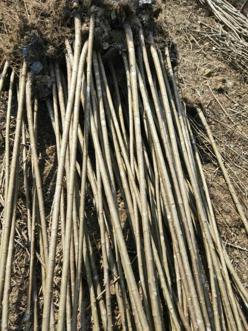 柳树，直柳，美国竹柳处理2一5Cm量大从优