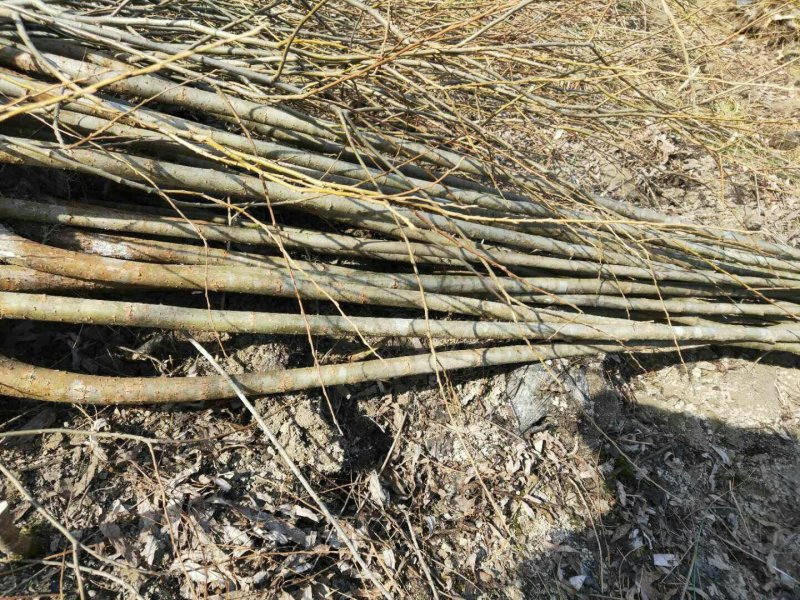 柳树，直柳，美国竹柳处理2一5Cm量大从优
