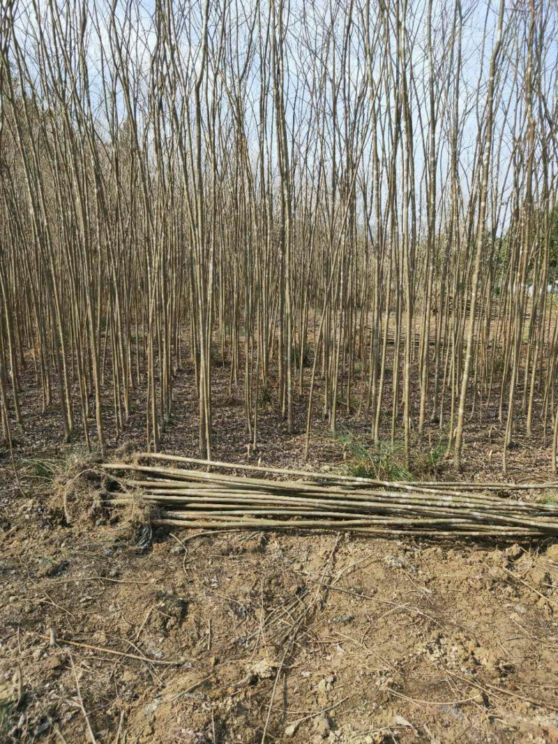 柳树，直柳，美国竹柳处理2一5Cm量大从优